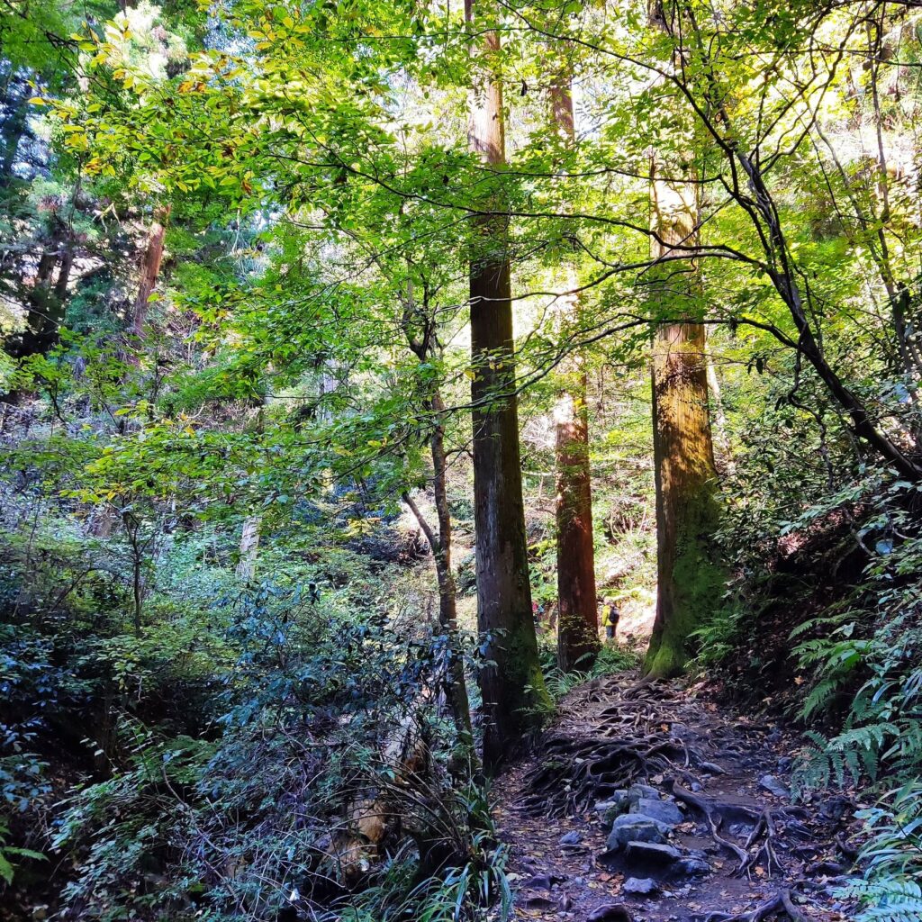 登山道