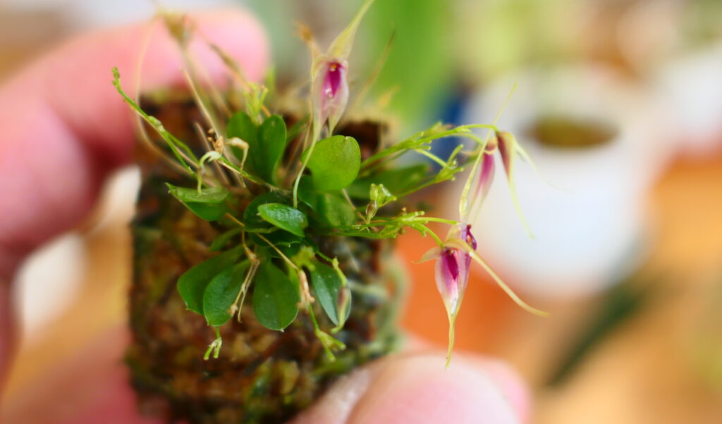 Platystele baqueroi