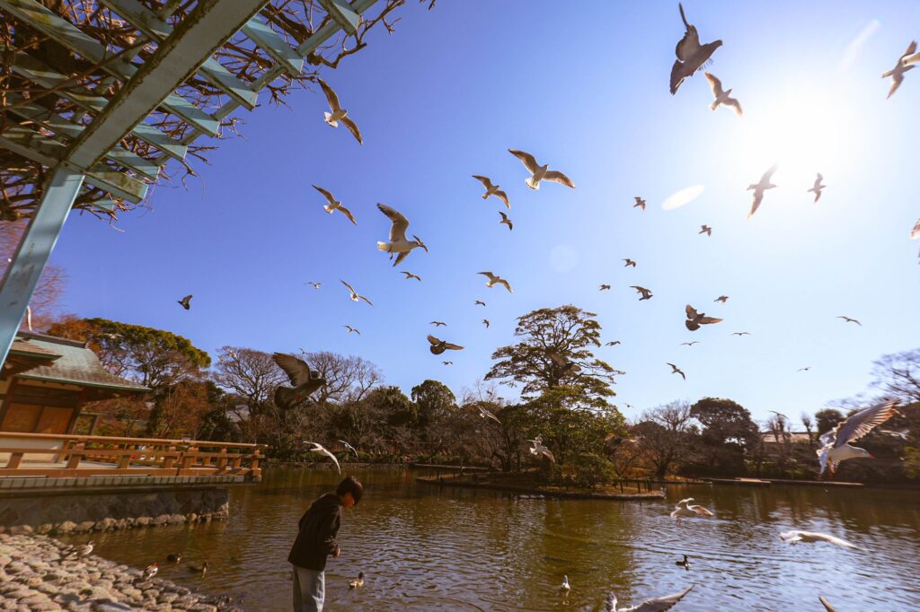空を埋め尽くすように飛び交うカモメたちと、それを見上げる人のシルエット。