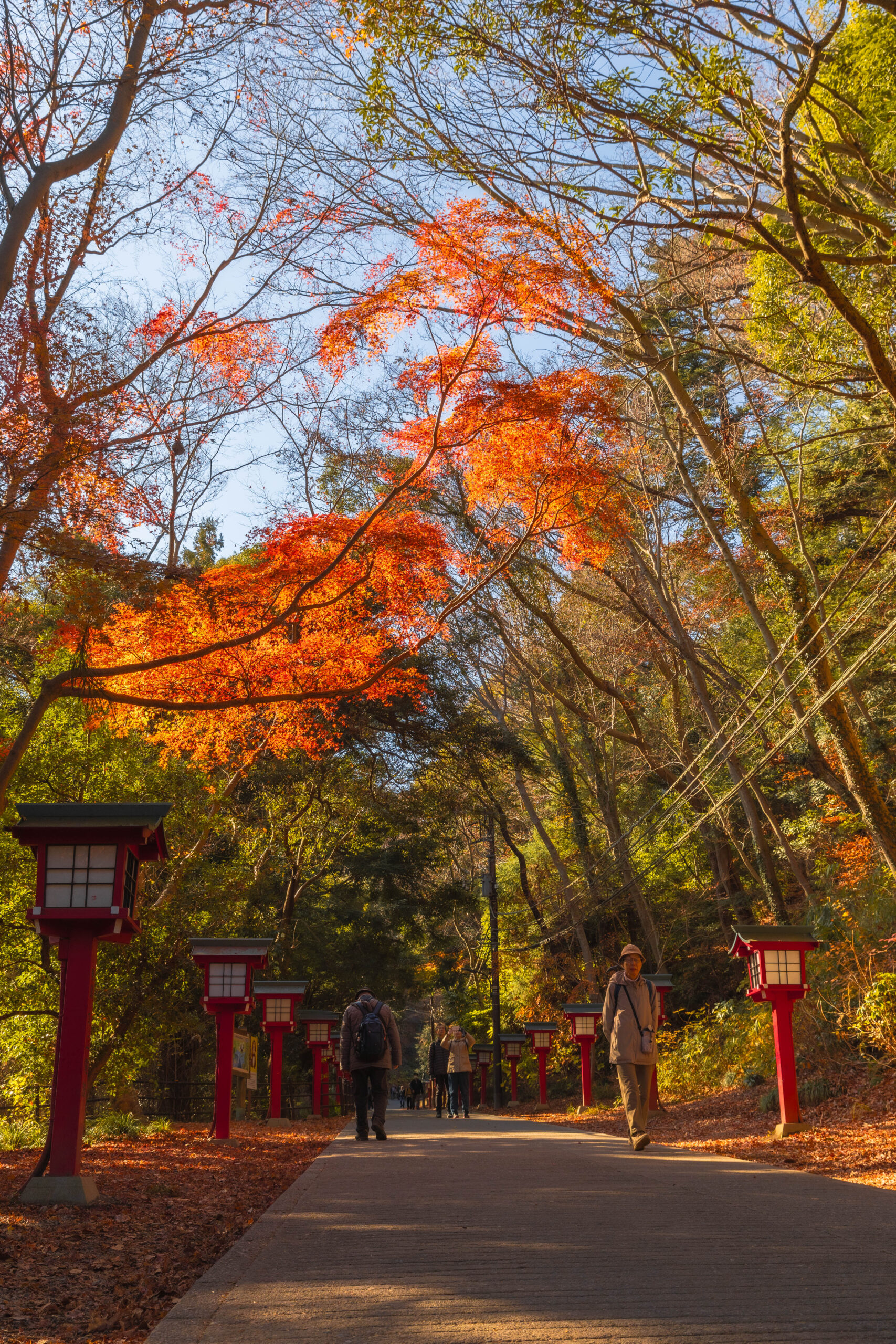 秋の高尾山参道。赤い灯篭が並ぶ舗装された道に、鮮やかな紅葉の木々がアーチを作り、登山客が歩いている風景。