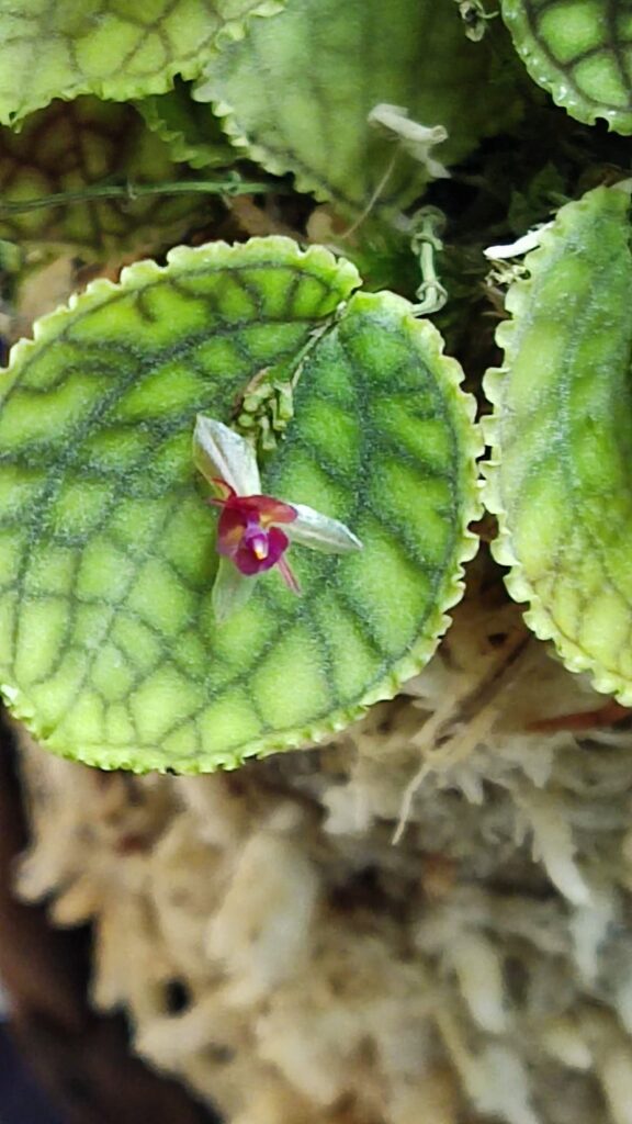 Lepanthes calodictyon（レパンテス・カロディクティオン）開花 