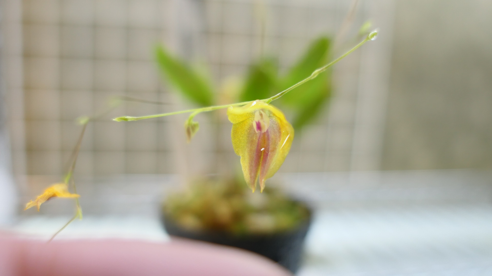 高評価なギフト Lepenthes escobariana 開花中 レパンテスエクアドル