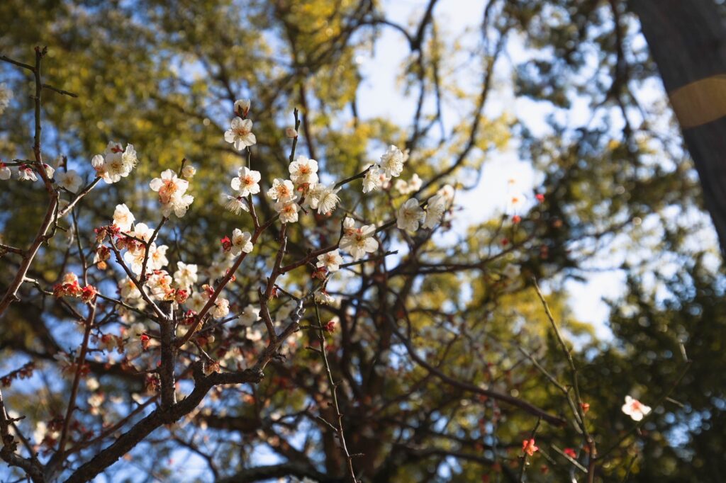 early spring plum blossoms closeup