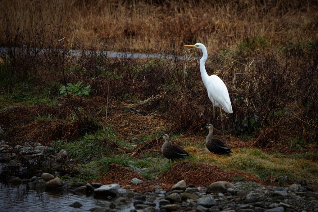八王子の浅川ゆったりロードで撮影した、川岸に佇む白鷺と二羽のカルガモ。冬の終わりの静かな風景写真。
