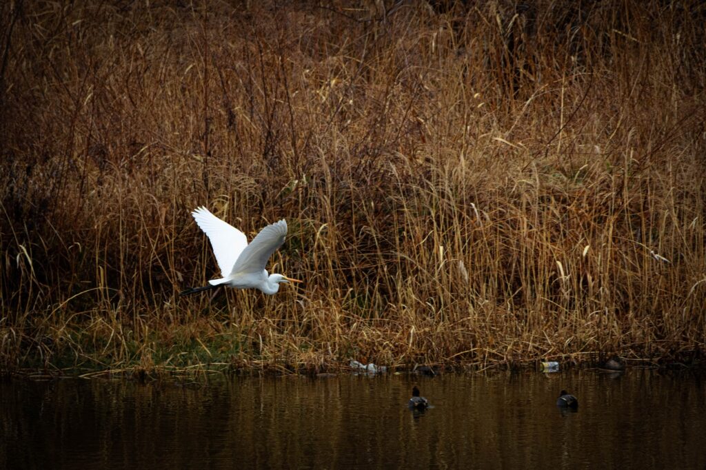 八王子の浅川ゆったりロードで、冬枯れの草地を背景に力強く羽ばたく白鷺と、水面に浮かぶ鴨を捉えた動的な写真。