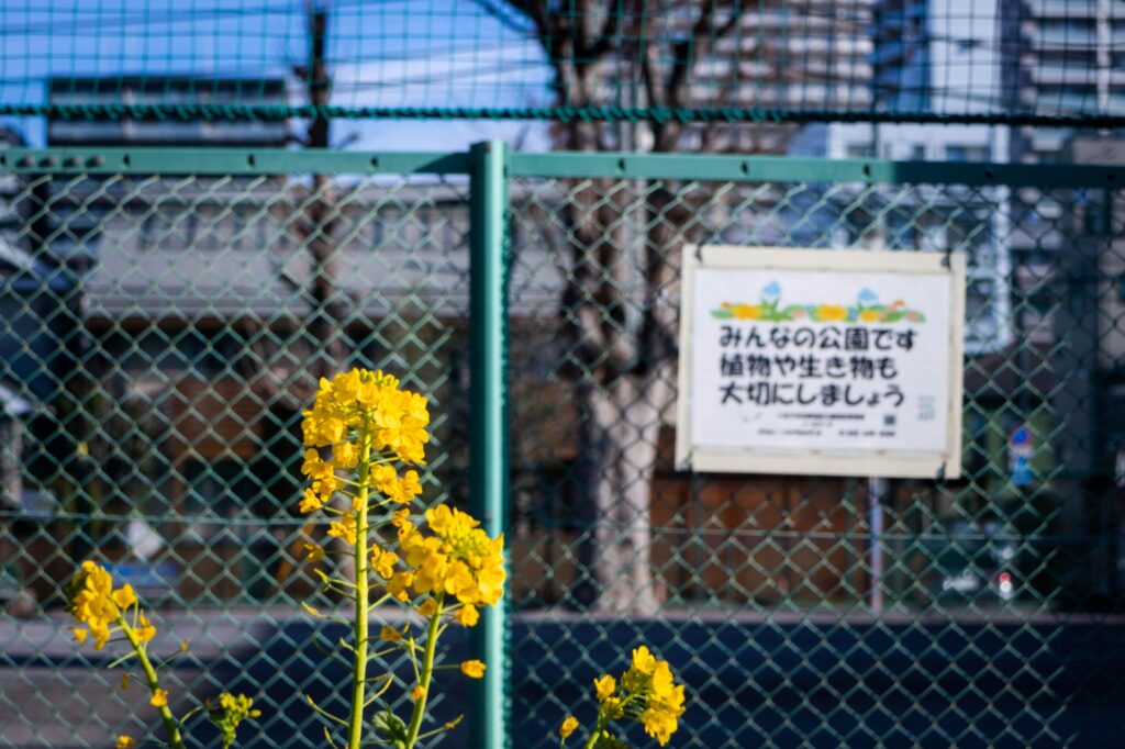八王子の公園のフェンス際に咲く菜の花。看板を背景に黄色い花が強調された春の日常写真。