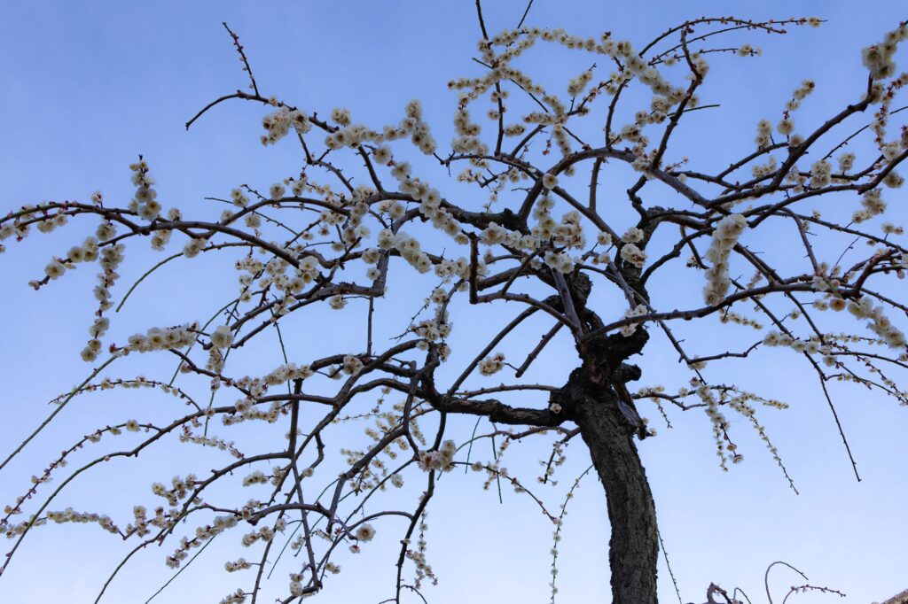 青空を背景に咲き誇る、八王子のしだれ梅。春の訪れを象徴するアイキャッチ用の風景写真。