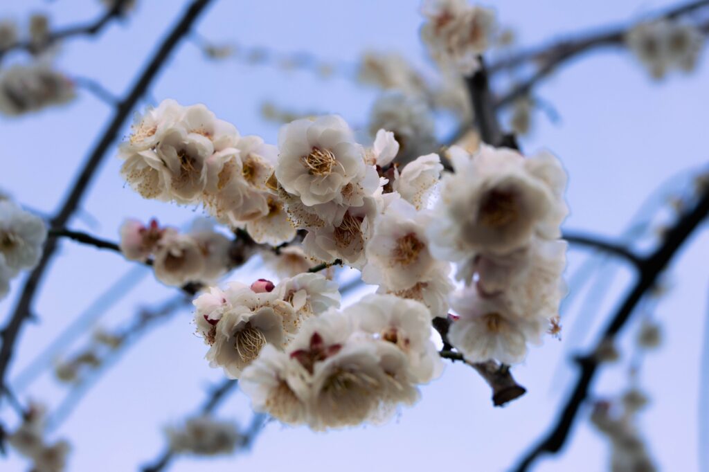 王子の住宅街で撮影された、青空に映える白いしだれ梅の花。春の訪れを感じさせる写真。