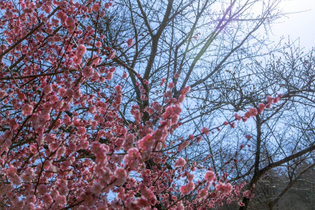 逆光に照らされて輝くピンク色の梅の花。青空を背景に、光のフレアが幻想的に差し込んでいる。