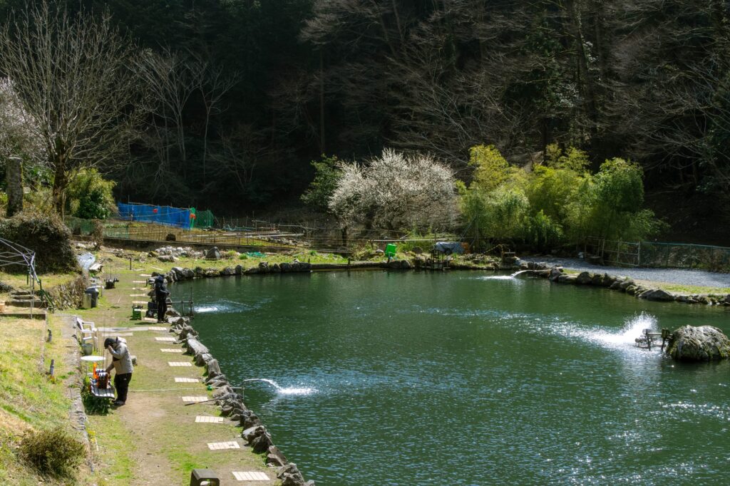 山あいに位置する管理釣り場。静かな水面と、それを取り囲む春の木々。