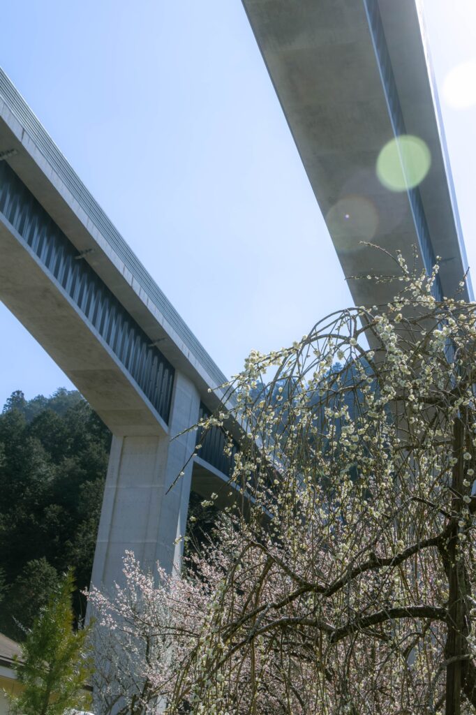 空高くそびえる高速道路の橋脚を見上げるアングル。手前には白く美しい枝垂れ梅が重なり、人工物と自然の対比を描いている。