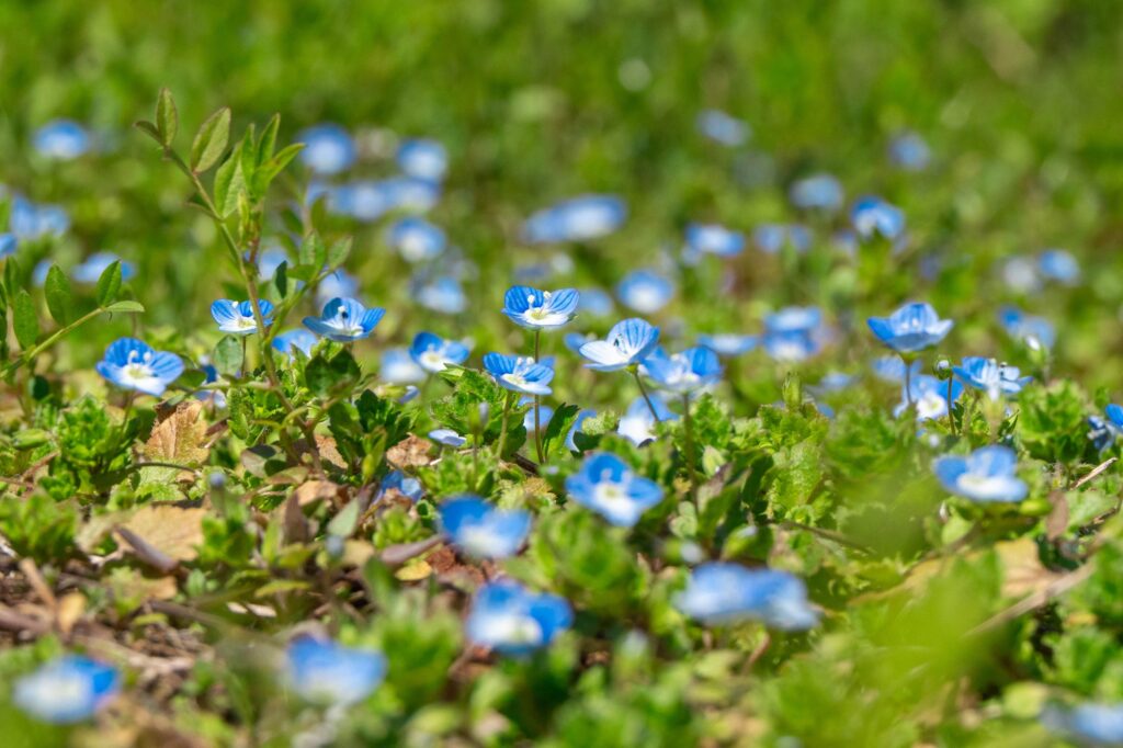 鮮やかな青色の小さな花、オオイヌノフグリが緑の草地の中で群生しているマクロ写真。