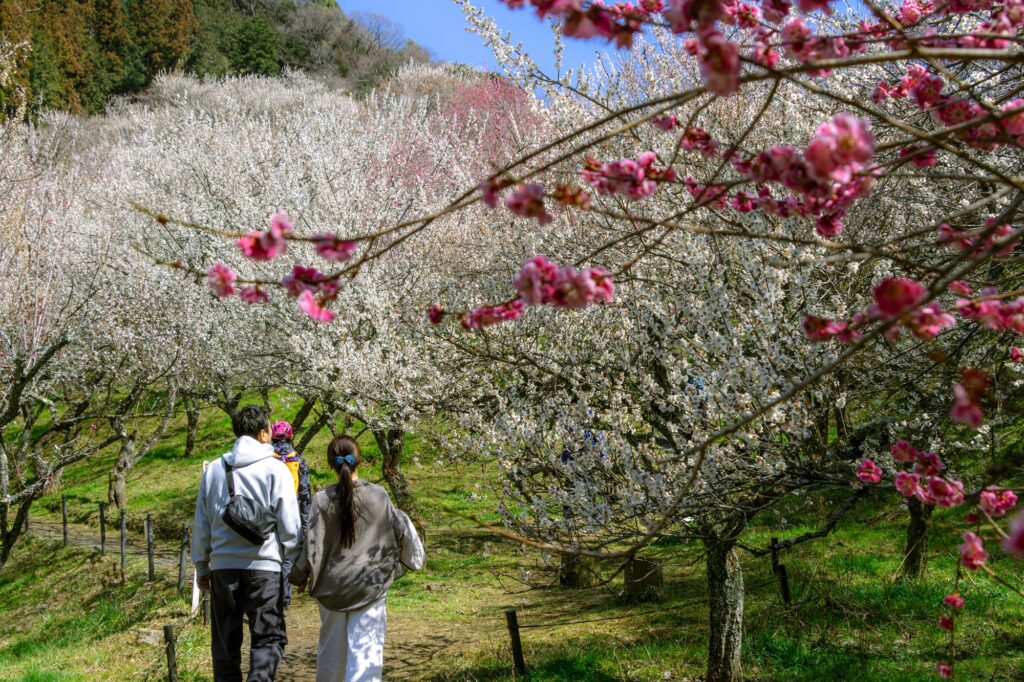 EOS R7で撮影。満開の高尾梅郷・木下沢梅林。一面の白梅を背景に、紅梅の枝越しに散策路を歩くカップル。春の八王子、小仏の風景。