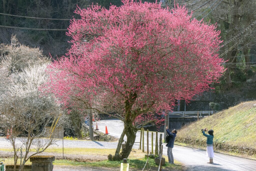 鮮やかな濃いピンク色の梅の花が満開の大きな木。その下で数人の観光客が写真を撮っている。