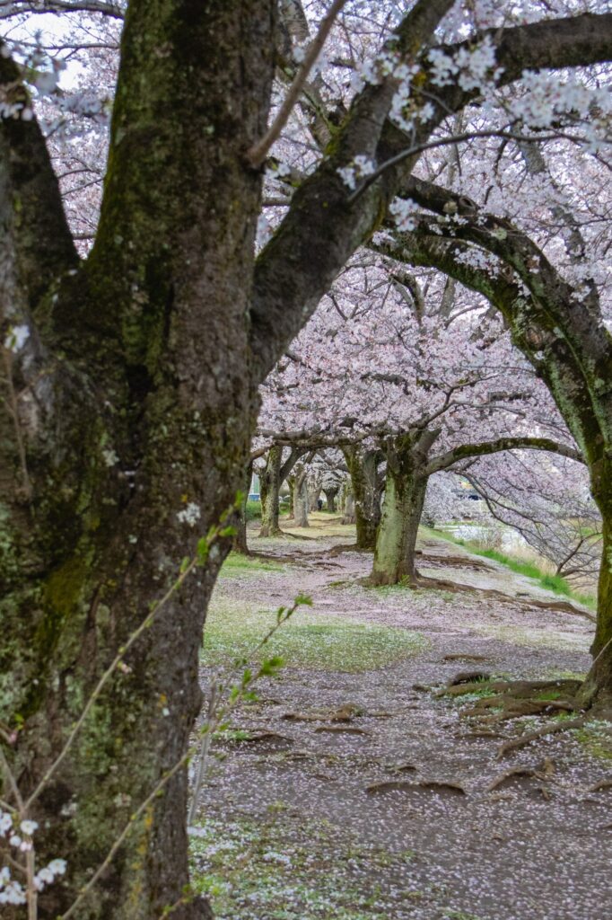 hachioji-evening-sakura-friends