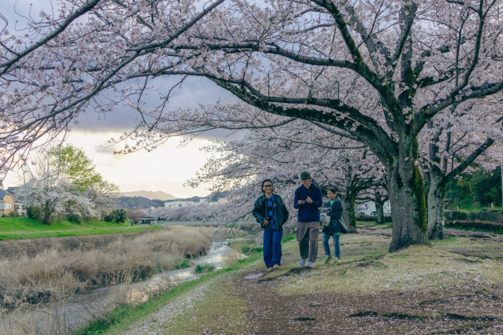 八王子・南浅川の桜散歩 - 仲間と過ごした雨上がりの花見日和