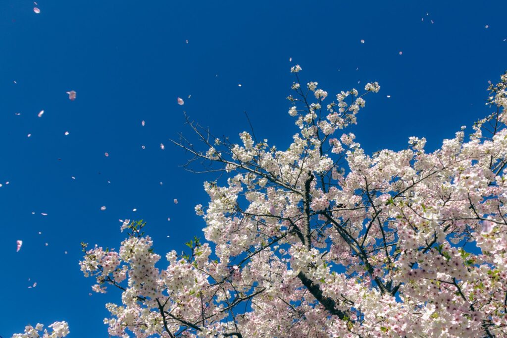 hachioji-sakura-petals-bluesky