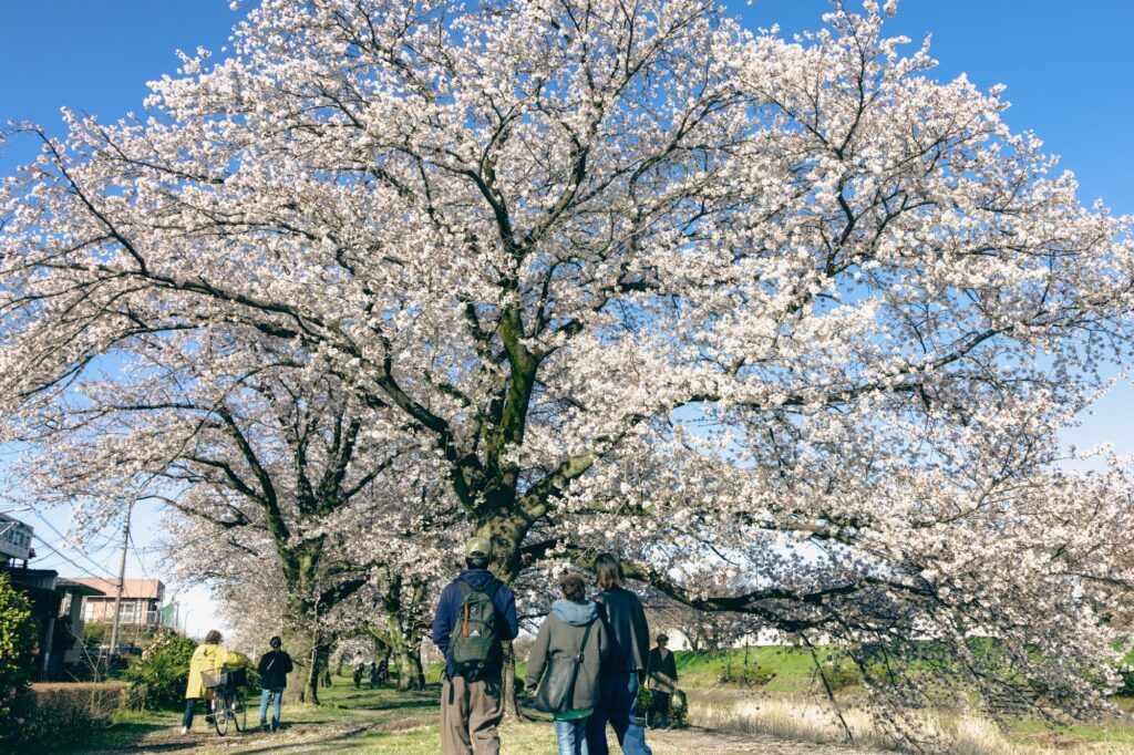 hachioji-sakura-tree-pathway