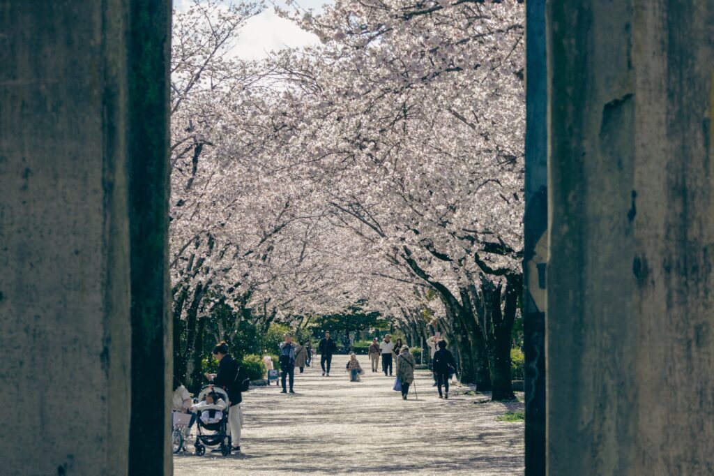 hachioji-sakura-tunnel-walkway