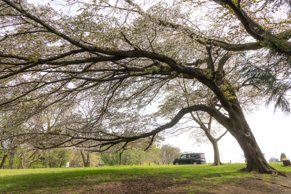 空に大きく枝を広げる桜の木