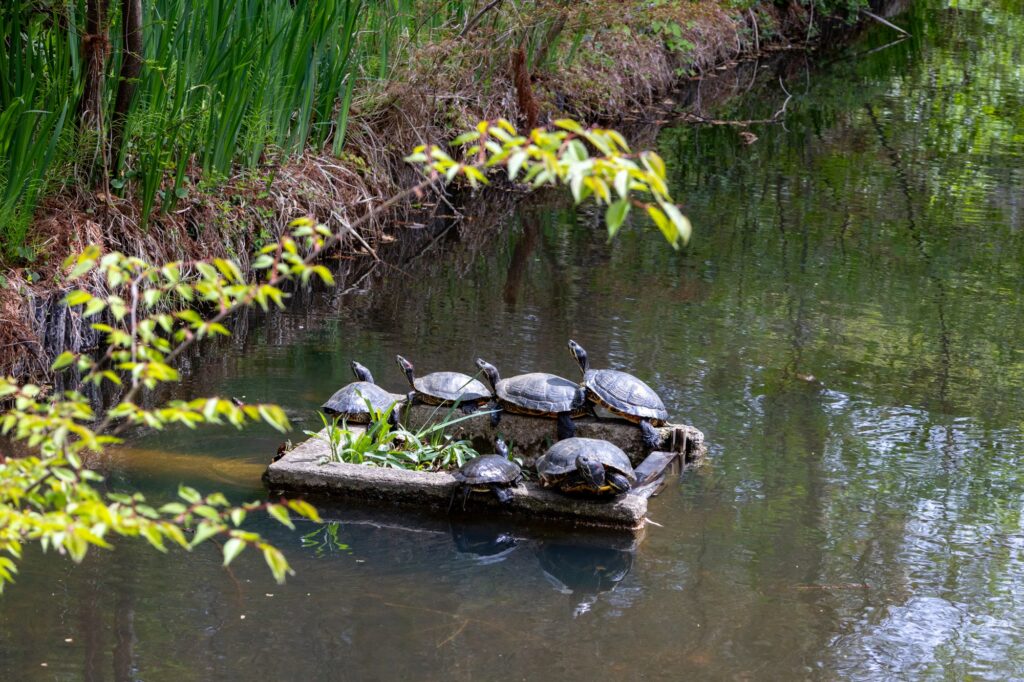 池で甲羅干しをするミシシッピアカミミガメたち