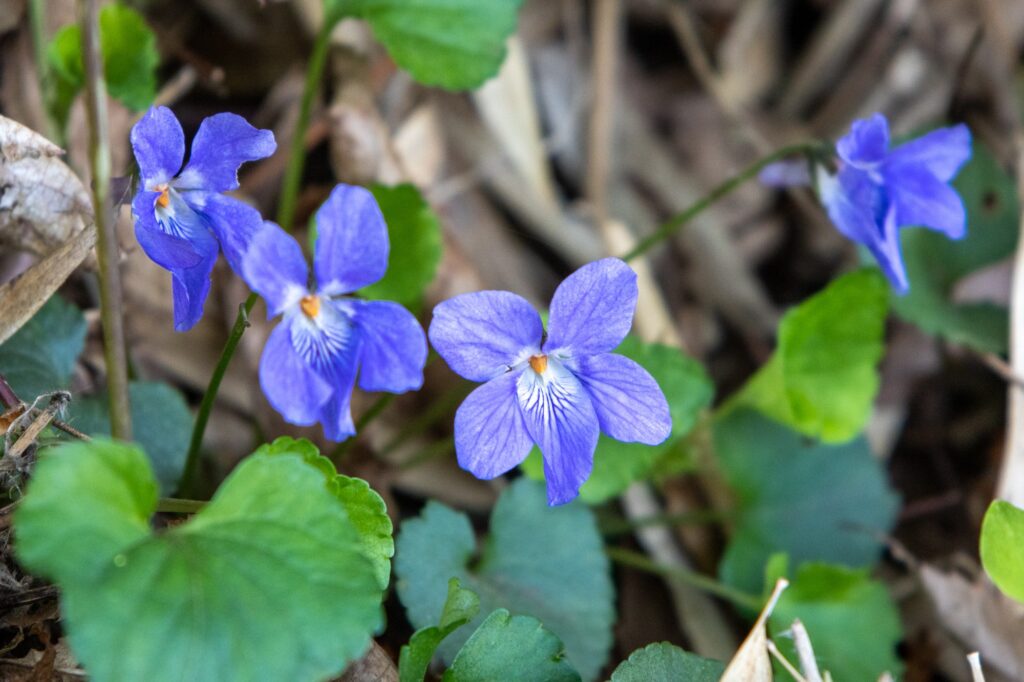 落ち葉の間に咲くタチツボスミレのクローズアップ