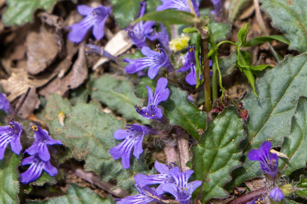 群生するキランソウ花々