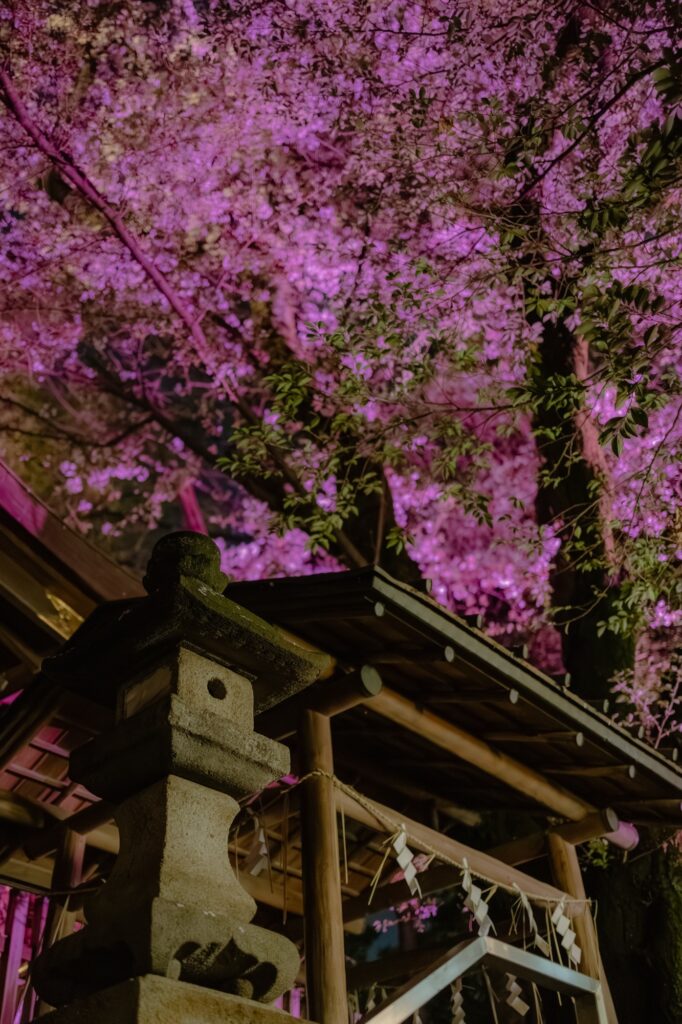 紫色にライトアップされた桜と石灯籠