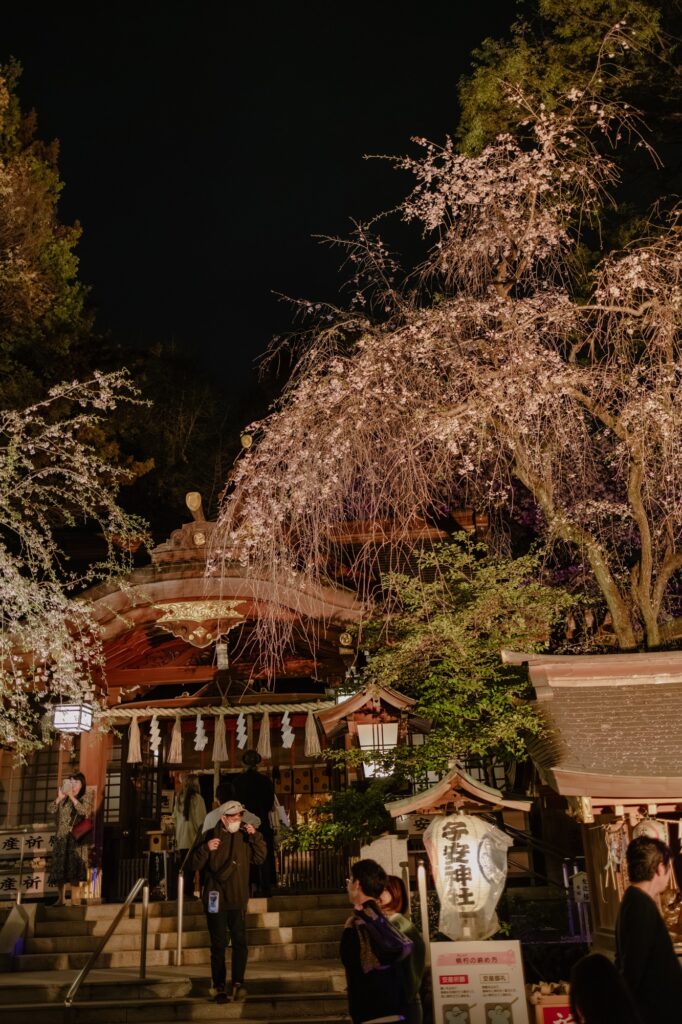 社殿と重なるしだれ桜の夜景