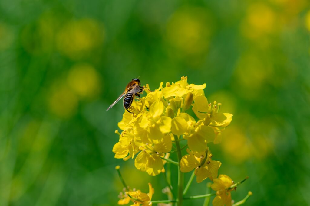 tachikawa-canola-flower-hoverfly-macro