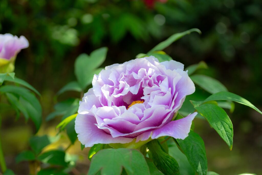 tachikawa-japanese-garden-purple-peony