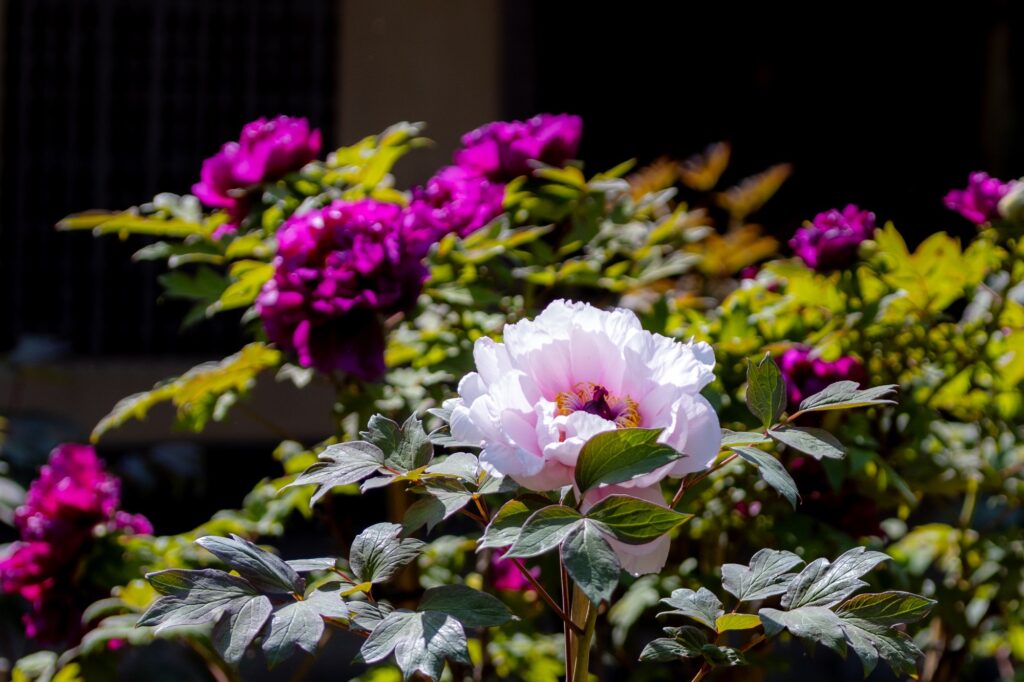 tachikawa-japanese-garden-white-peony