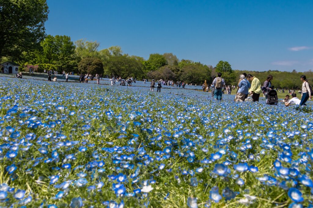 tachikawa-nemophila-field-blue-carpet