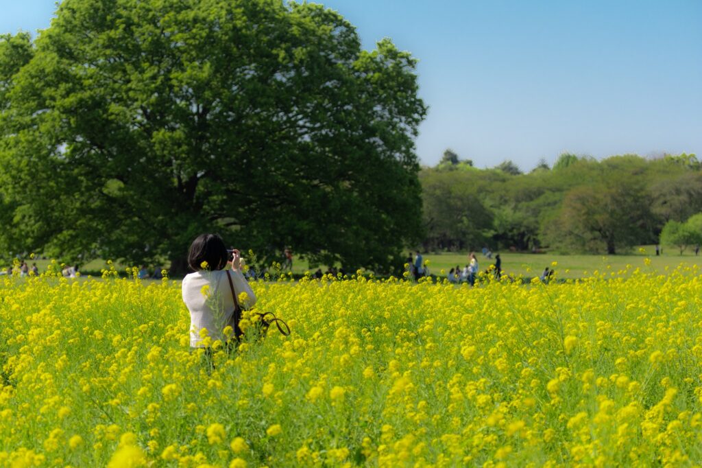 tachikawa-photographer-canola-field-yellow