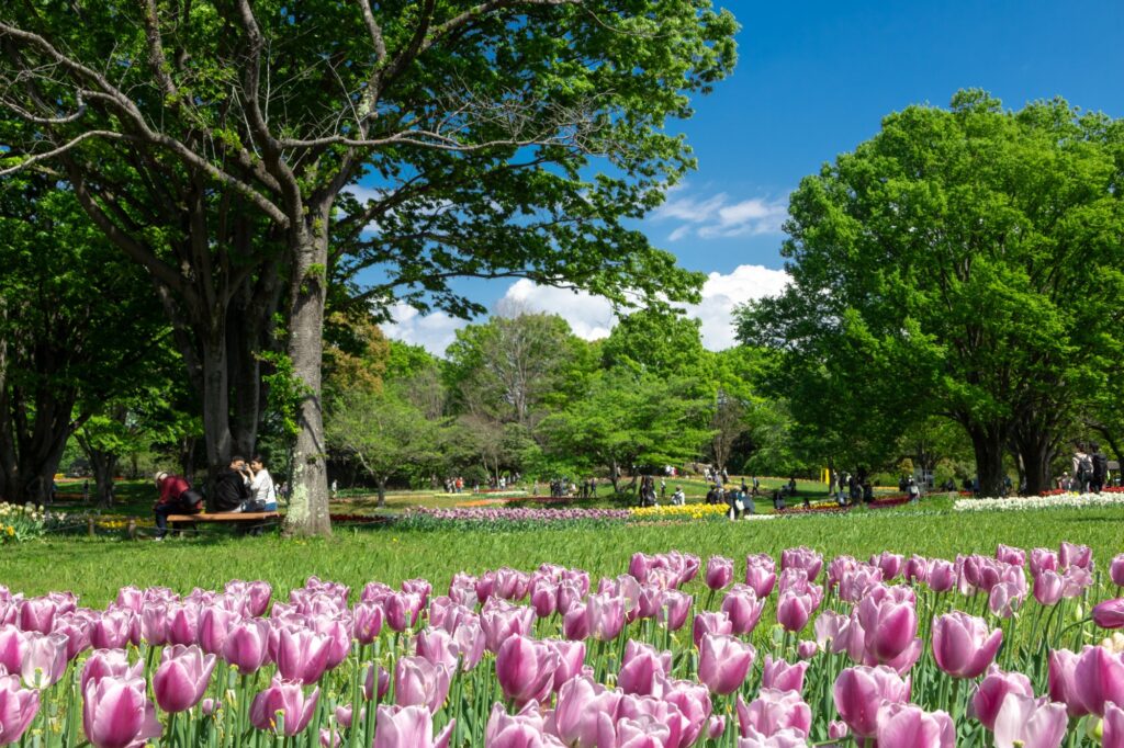 tachikawa-pink-tulips-tree-shade