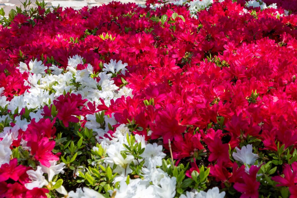 tachikawa-red-white-azalea-contrast